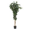 Detall ITEM Arbol Pe Pp 50X50X150 Ficus Verde New