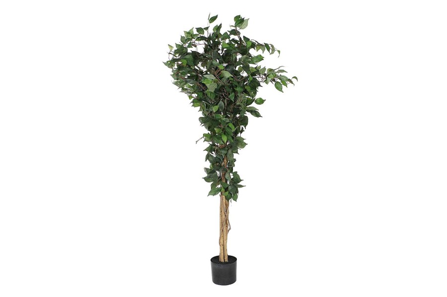 Detall ITEM Arbol Pe Pp 50X50X150 Ficus Verde New