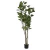 Detall ITEM Arbol Pe Cemento 80X80X180 Polyscia Balfouriana Clearance