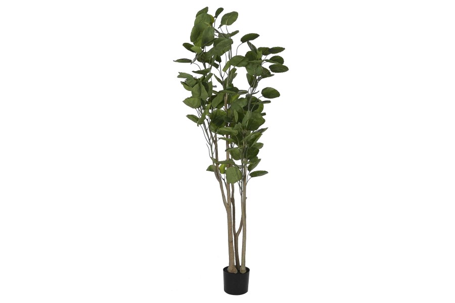 Detall ITEM Arbol Pe Cemento 80X80X180 Polyscia Balfouriana Clearance