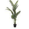 Detall ITEM Planta Pe 50X50X160 Palmera Areca Verde New