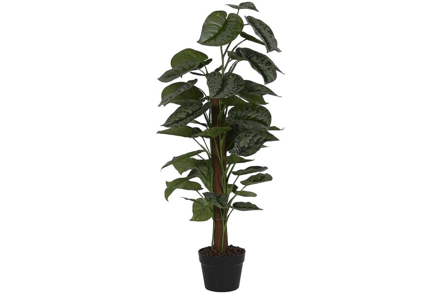 Detall ITEM Planta Pe 45X45X90 Calathea Verde Clearance