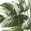 ITEM Planta Pp Ceramica 46X46X66 Monstera Verde Clearance