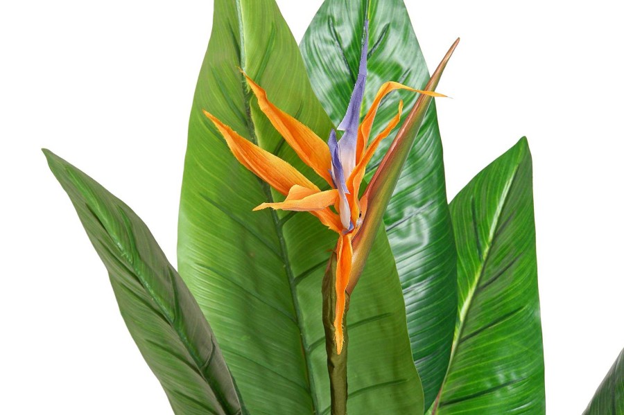 Detall ITEM Planta Pvc 100X100X145 Strelitzia Wholesale