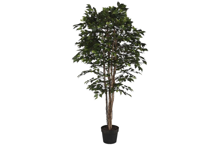 Detall ITEM Arbol Pe 100X100X210 Ficus Verde Clearance