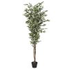 Detall ITEM Planta Pe Cemento 80X80X180 Ficus Verde Hot