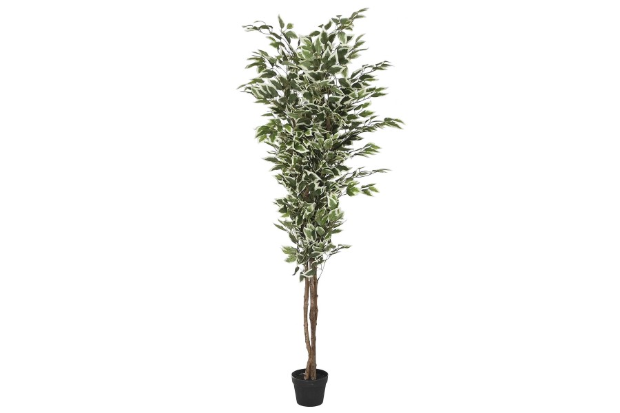 Detall ITEM Planta Pe Cemento 80X80X180 Ficus Verde Hot