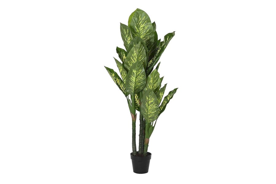 Detall ITEM Planta Pe 50X50X150 Dieffenbachia Verde Wholesale